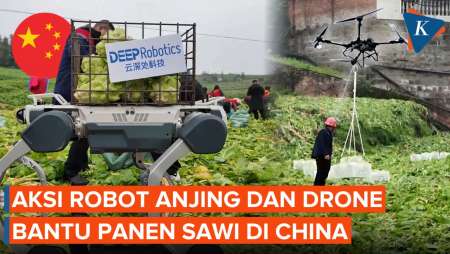 Aksi Drone dan Robot Anjing Bantu Panen Sawi di China