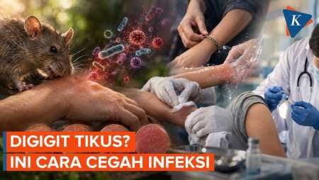 Pertolongan Pertama Saat Digigit Tikus Untuk Cegah Infeksi