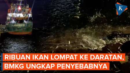 Penampakan Ribuan Ikan Lompat ke Daratan di Lampung, BMKG Ungkap Penyebabnya