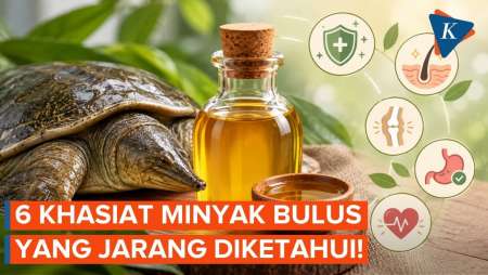 Manfaat Minyak Bulus untuk Apa Saja?