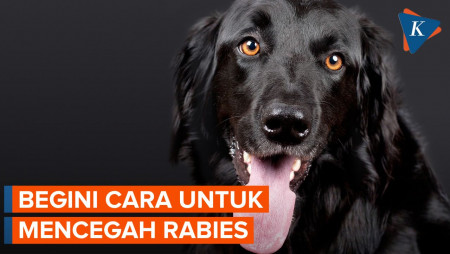 Apakah Rabies Bisa Disembuhkan? Simak Faktaya