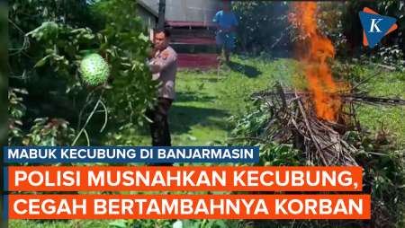 Polisi Musnahkan Tanaman Kecubung Buntut Kasus Mabuk Kecubung di Banjarmasin