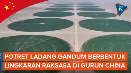 China Sulap Gurun Jadi Ladang Gandum Berbentuk Lingkaran Raksasa!
