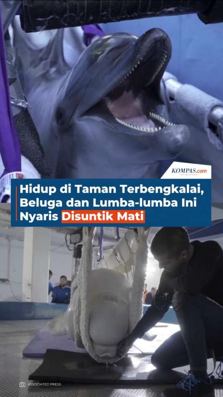Hidup di Taman Terbengkalai, Lumba-lumba dan Beluga Ini Nyaris Disuntik Mati