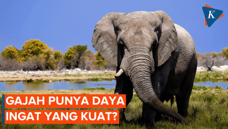 Punya Ingatan yang  Kuat, Ini Fakta menarik tentang Gajah!