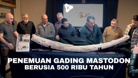 Penampakan Fosil Gading Mastodon Berusia 500 Ribu Tahun Di Argentina