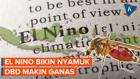 Awas Dampak El Nino, Bikin Nyamuk DBD Semakin Ganas