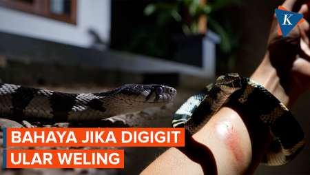 Mengenal Ular Weling: Tidak Agresif, Tetapi Bisanya Mematikan
