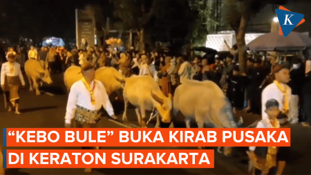 5 Kebo Bule Pimpin Kirab 1 Suro Keraton Solo, 1 Absen usai Melahirkan