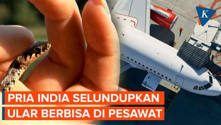 Nekat! Pria India Diam-diam Bawa Puluhan Ular Berbisa di Bagasi Pesawat, Kok Bisa?