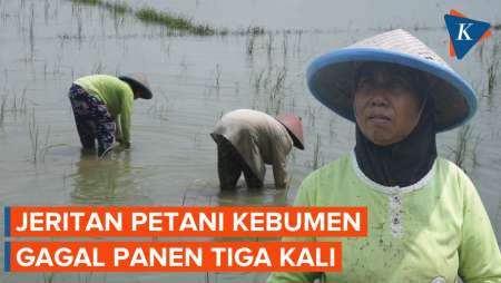 Nestapa Petani di Kebumen, Gagal Panen 3 Kali akibat Terendam Banjir