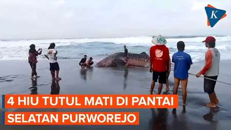 Dalam Sebulan Ini, 4 Hiu Tutul Mati di Pantai Selatan Purworejo