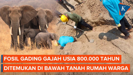 Penampakan Fosil Gading Gajah Berusia 800.000 Tahun di Sragen, Jawa Tengah