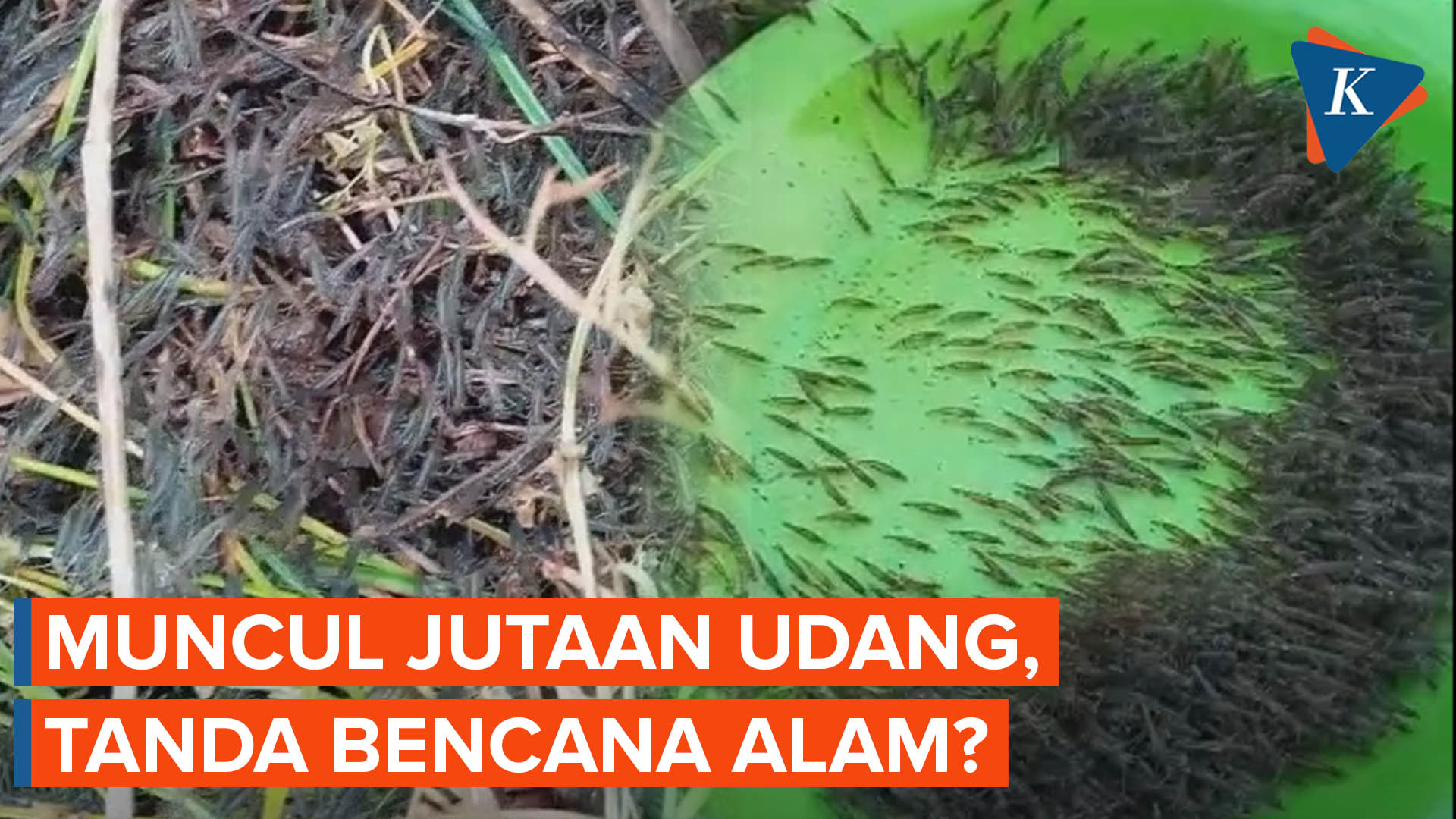 Jutaan Udang Berjalan ke Daratan Gorontalo, Benarkah Terkait Bencana Alam?