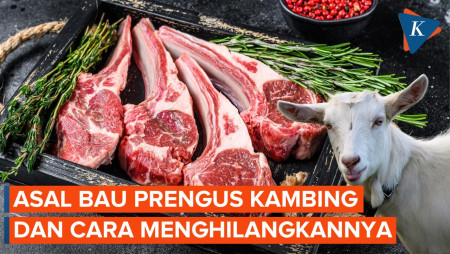 Bagian Tubuh Kambing Ini Jadi Biang Aroma Prengus dan Trik Menghilangkan Baunya 