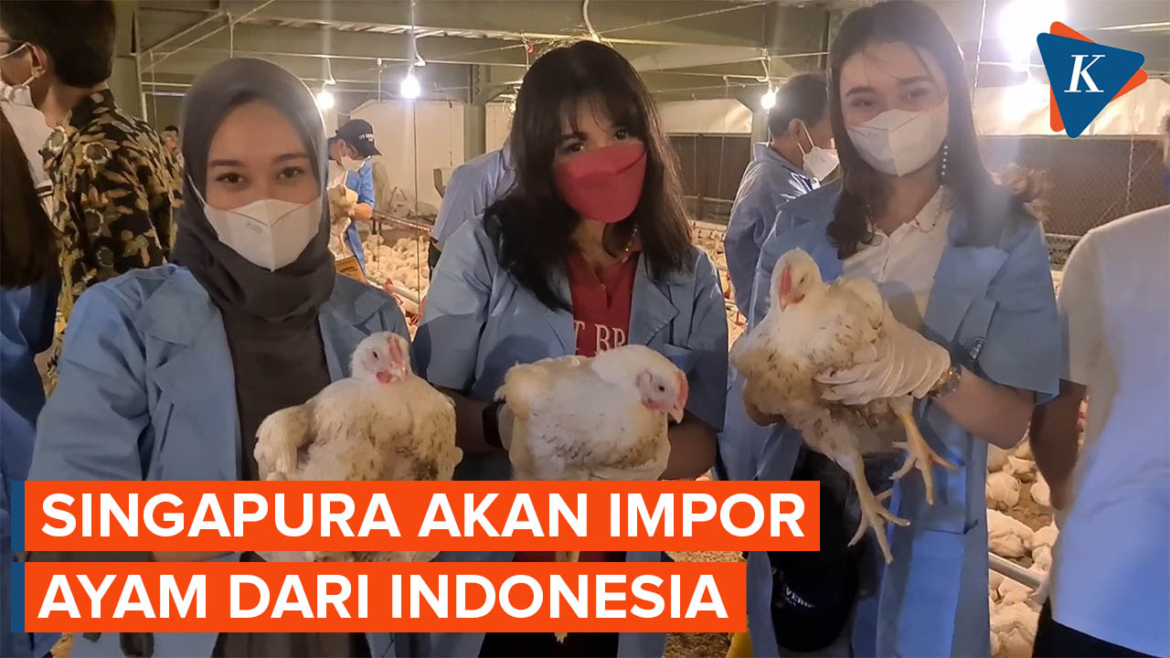 Singapura Pertimbangkan Impor Ayam dari Indonesia