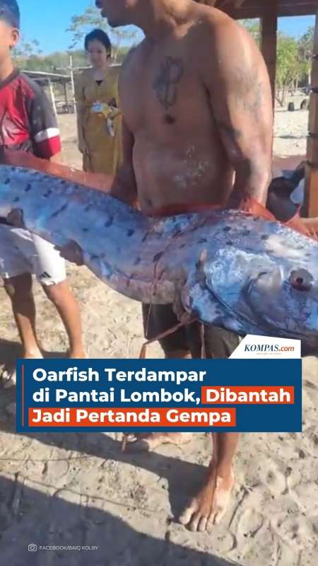 Oarfish Terdampar di Pantai Lombok, Dibantah Jadi Pertanda Gempa