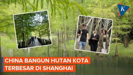 Penghijauan Ala China, Bangun Hutan Kota Terbesar Di Shanghai