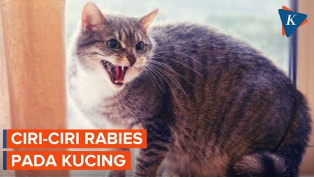 Waspada Rabies! Kenali Gejalanya pada Kucing Peliharaan