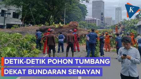 Detik-detik Pohon Besar Tumbang Dekat Bundaran Senayan