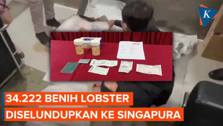 Bea Cukai Soetta Gagalkan Penyelundupan Benih Lobster Senilai Rp 5,3 M