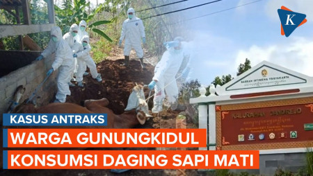 Kasus Antraks Gunungkidul, Warga Gali Kuburan Sapi untuk Dikonsumsi