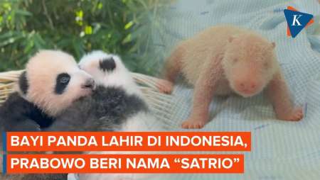 Penampakan Bayi Panda Pertama Yang Lahir Di Indonesia, Dinamai Satrio Oleh Prabowo