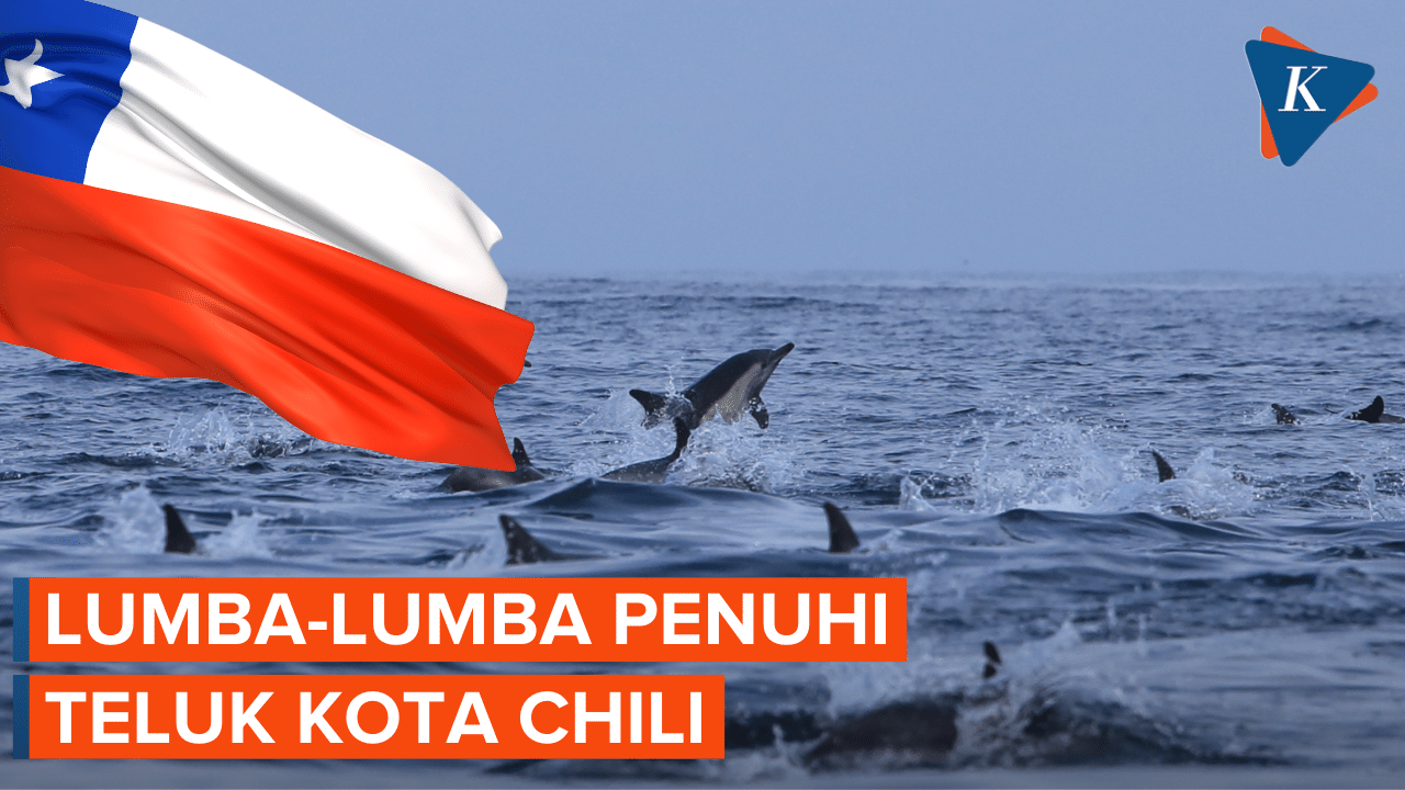 Momen Lumba-Lumba Penuhi Teluk Kota Chili