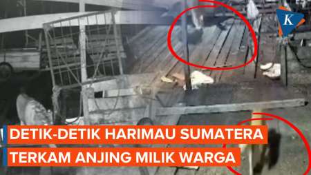 Detik-detik Harimau Terkam Anjing Peliharaan Warga Riau