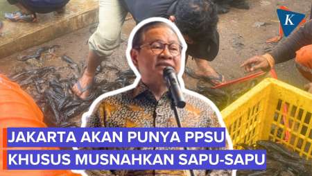 Pramono Sebut Jakarta Akan Punya Petugas PPSU Khusus Musnahkan Sapu-sapu