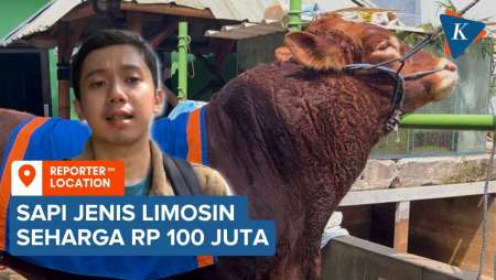 Penampakan “Batalion”, Sapi Kurban Prabowo Berbobot 1 Ton