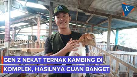 Kisah Gen Z Di Bekasi Yang Sukses Jual Puluhan Kambing Via TikTok Live