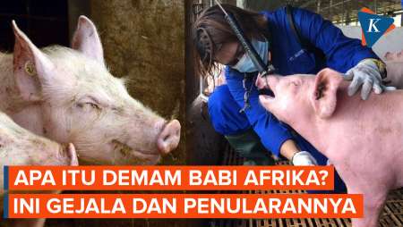 Apa Itu Demam Babi Afrika? Ini Gejala, Penyebab, dan Penularannya