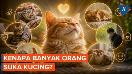6 dari 10 Orang Ingin Memelihara Kucing, Ini Alasannya