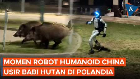 Detik-detik Robot Humanoid China Usir Babi Hutan Di Polandia