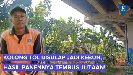 PPSU Sulap Kolong Tol Becakayu Jadi Hamparan Kebun, Panen Pisang Tembus Rp 1,5 Juta