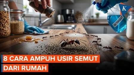 Cara Mengusir Semut dari Rumah yang Efektif