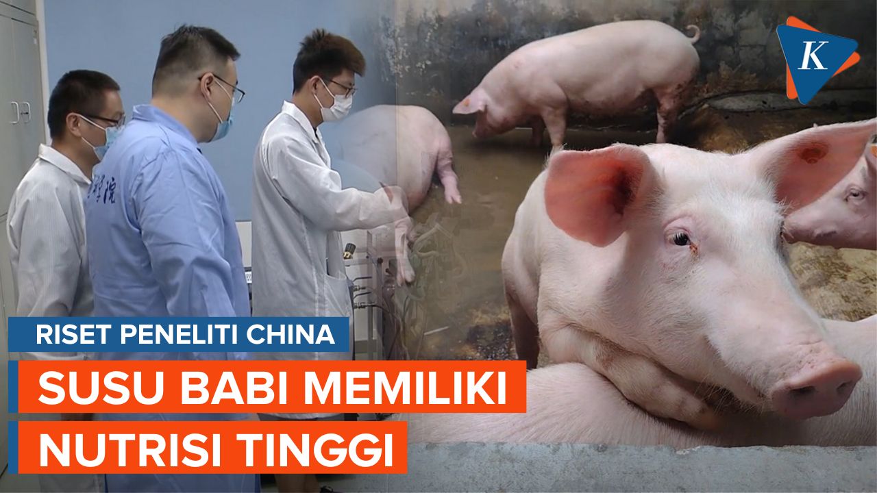 China Meneliti Susu Babi Dapat diKonsumsi Sehari-hari