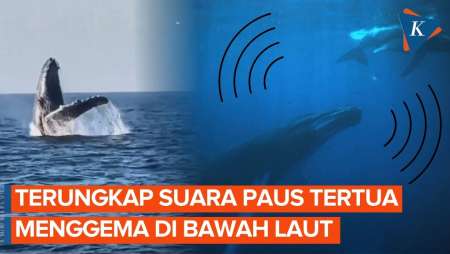 Rekaman Suara Paus dari Era 1940-an Terbongkar, Ilmuwan Dekati Misteri Lautan