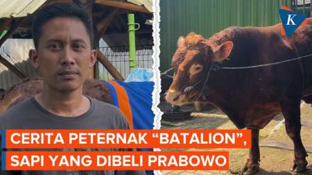 Cerita di Balik Sapi 