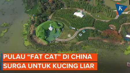 China Punya Pulau “Fat Cat”, Surga untuk Kucing Liar