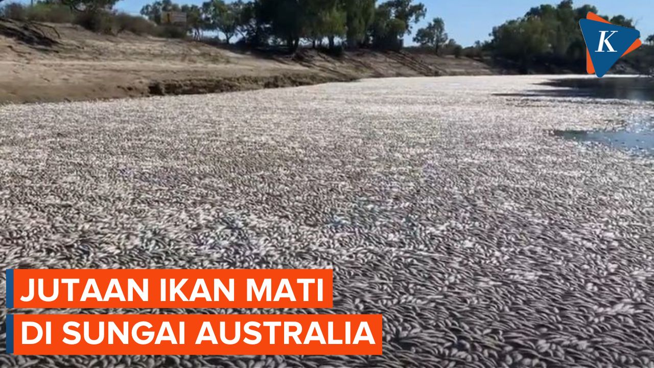 Penampakan Jutaan Ikan Mati Selimuti Sungai di Australia, Apa Penyebabnya?