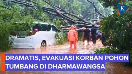 Detik-detik Dramatis Evakuasi Sopir Yang Tertimpa Pohon Tumbang Di Jaksel