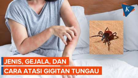 Cara Mengatasi Gigitan Tungau