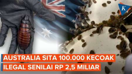 100.000 Kecoak Disita Australia, Ada Kecoak Madagaskar Hampir Setelapak Tangan!