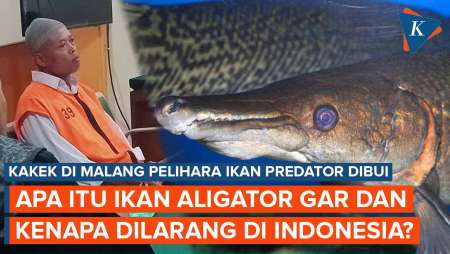 Apa Itu Ikan Aligator Gar yang Bikin Kakek asal Malang Dipenjara 5 Bulan?