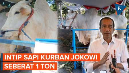 Penampakan Sapi Kurban Jokowi di Surabaya, Peranakan Ongole Berbobot 1 Ton