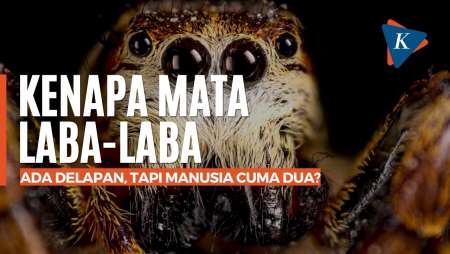 Kenapa Mata Laba-Laba Ada Delapan, tapi Manusia Cuma Dua?