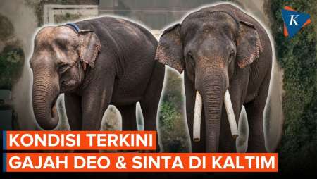 Gajah Deo & Sinta Sampai Kaltim Usai 5 Hari Naik Truk Dari Yogyakarta, Begini Kondisinya!