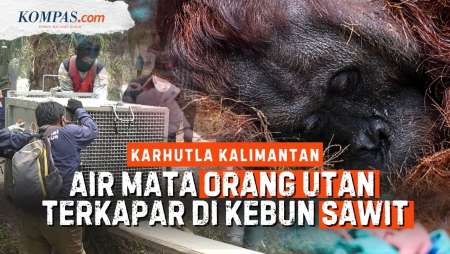 Detik-detik Orang Utan Dievakuasi, Ditemukan Lemas Imbas Karhutla Di Kalimantan